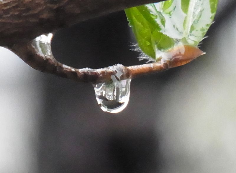植物たちにはありがたい雨の「みどりの日」_c0025115_2322563.jpg