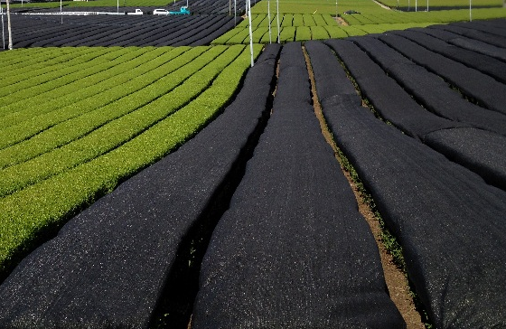 green ＆ black_b0220318_17114849.png