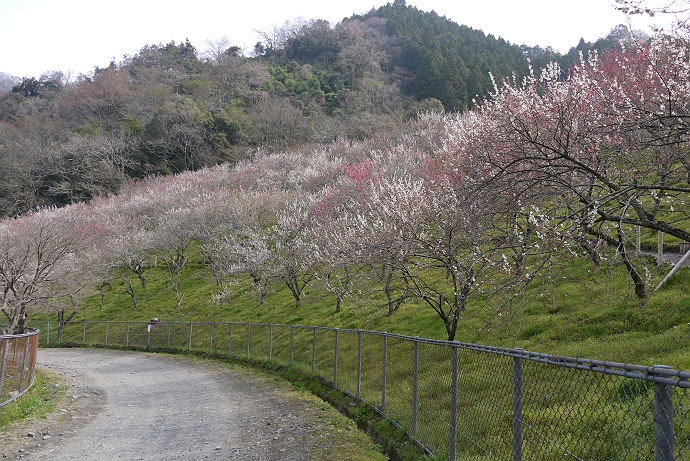 高尾山、スミレ探しの旅　その２_c0196928_7411353.jpg