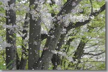 置賜さくら回廊　　烏帽子山千本桜　その２_d0038630_19515790.jpg