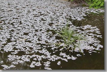 置賜さくら回廊　　烏帽子山千本桜　その２_d0038630_19552654.jpg