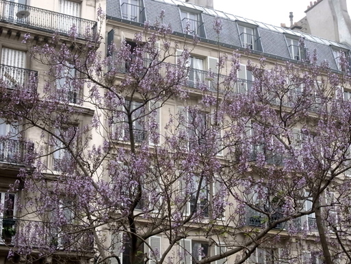 Avenue Carnot en fleurs - アヴェニュー・カルノの花_a0231632_15211153.jpg