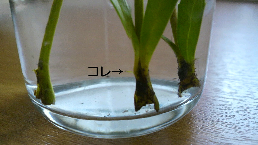 d0169933_10192066.jpg