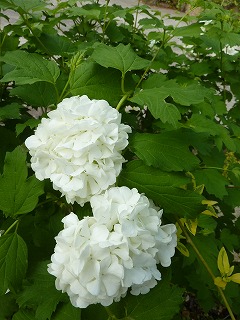 スノーボールとオオデマリ そしてコデマリ Yoko Gardenの小部屋