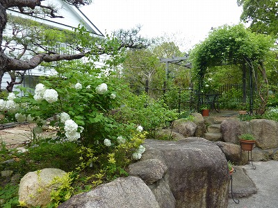 スノーボールとオオデマリ そしてコデマリ Yoko Gardenの小部屋