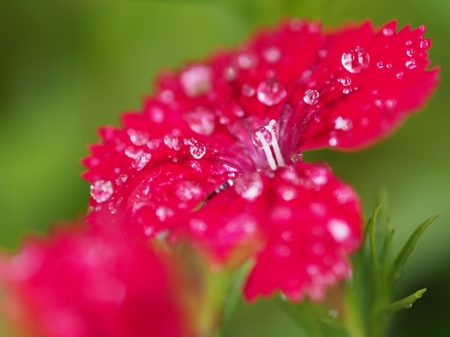 雨あがり_e0223337_1195630.jpg