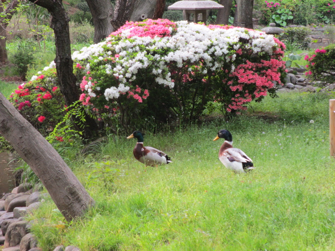 有栖川宮記念公園♪_a0051443_22134438.jpg