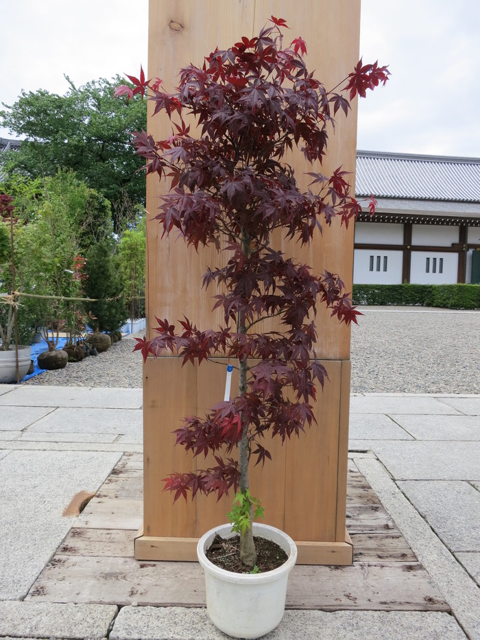 モミジ ノムラモミジ 販売 画像 価格 値段 庭木 安行 植木 田中園 Shop Tanakaen Jp Web Magazine モミジ ノムラモミジ 販売 画像 価格 値段 庭木 安行 植木 田中園 Shop Tanakaen Jp Web Magazine