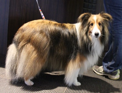 WOOFで嬉しい再会_e0195743_1221747.jpg