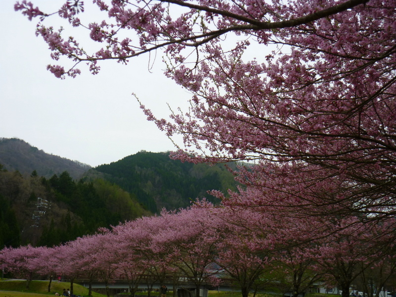 郡上の芝桜・せせらぎ街道_d0186245_2112137.jpg