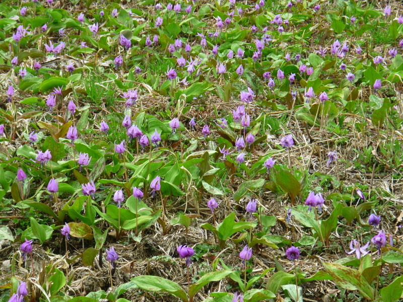 郡上の芝桜・せせらぎ街道_d0186245_2165148.jpg