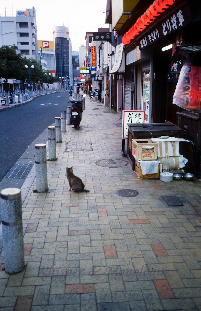 本日のネコ（フィルム）_e0190554_11535699.jpg