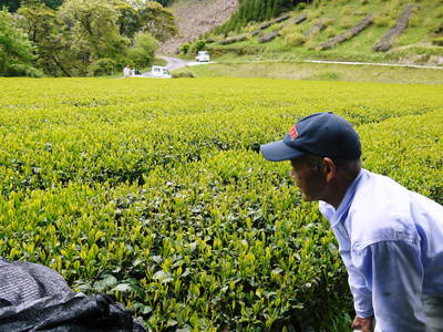 菊池水源茶 夏も近づく八十八夜?!_a0254656_14445750.jpg