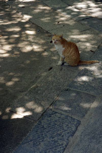 かまう　―深大寺在住の猫の場合―_e0037563_10321229.jpg