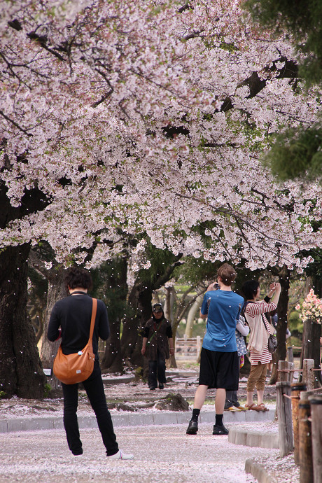 桜色の記憶④_e0088874_1171716.jpg