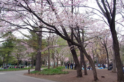 今年の桜_f0083977_22331018.jpg