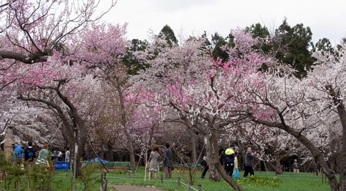 今年の桜_f0083977_22384235.jpg