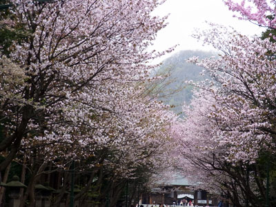 今年の桜_f0083977_2240838.jpg