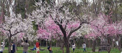 今年の桜_f0083977_23145167.jpg