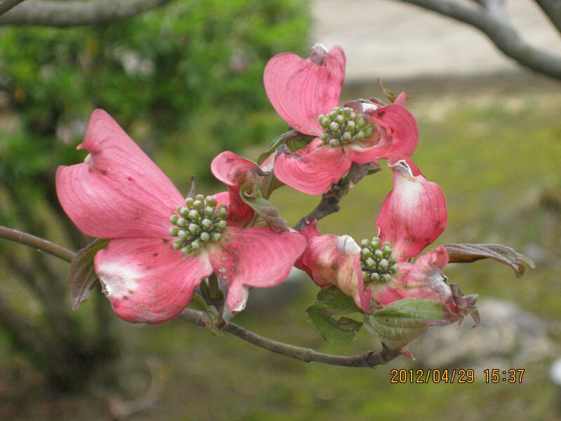 ハナミズキの病気「灰色カビ病」奇形の花が咲き元気がなくなります。_e0267979_5322615.jpg