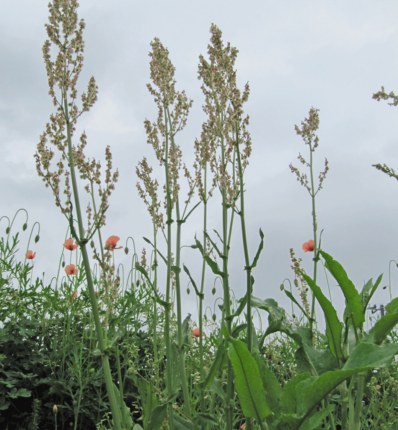 スイバ 土手のスカンポ 道草ギャラリー