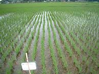 6月16日の田んぼ（緑が丘小・北郷小）_d0247484_0161920.jpg
