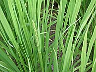 8月2日の田んぼ(緑が丘小・北郷小)_d0247484_21391489.jpg