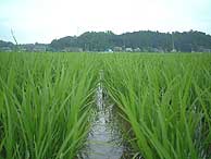 6月21日の田んぼ(緑が丘小・北郷小)_d0247484_2250445.jpg