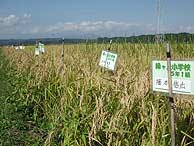 10月4日の田んぼ(緑が丘小・北郷小)_d0247484_229961.jpg