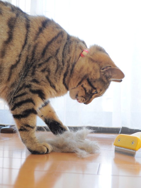 ごっそりと_a0126590_11292619.jpg