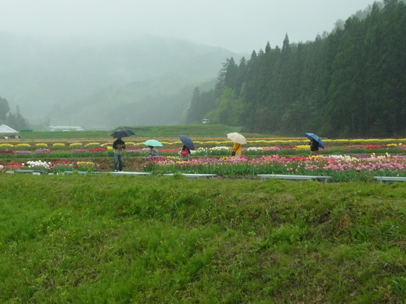 但東チューリップ祭り_a0152391_2035371.jpg