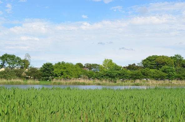 キャンセル待ち受付中とのことです。初夏のバラ園巡り・バスツアー_d0099791_23112238.jpg