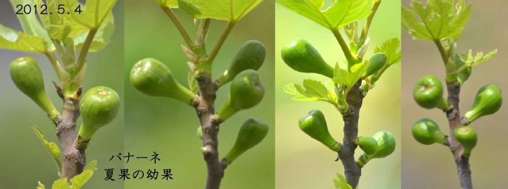 イチジク バナーネ ３年目 初めて夏果が賞味できるかな 趣味の 果樹 今年も ぶどう と 新たに 桜桃 に注力