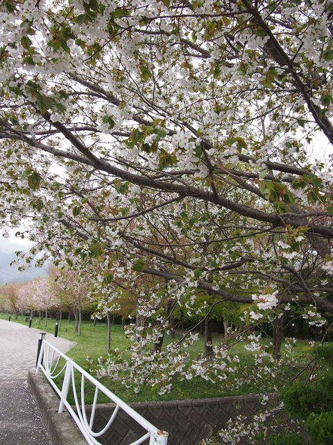 a0196698_14134443.jpg