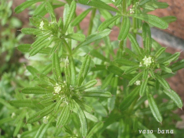 庭で咲く「野草の花」（４）_e0025300_917465.jpg