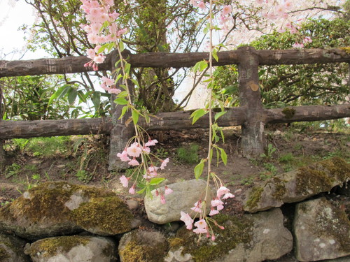 桜花爛漫、さくらまつりの史跡・弘前公園・・・29_c0075701_00885.jpg