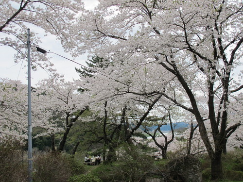 桜まつり　きみまちの里（能代市二ツ井町）・桜の名所・・・９_c0075701_1345123.jpg