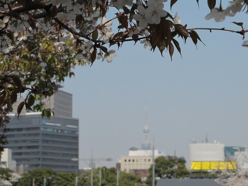 皇居外苑の桜＆景色・・・１３_c0075701_21391413.jpg