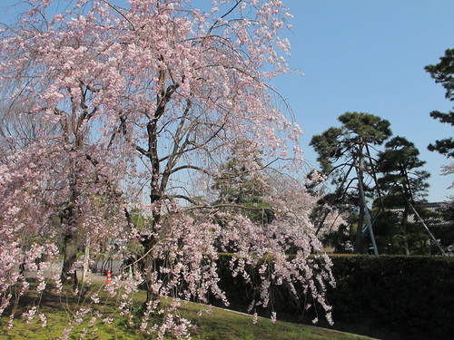 皇居外苑の桜＆景色・・・１３_c0075701_2139660.jpg