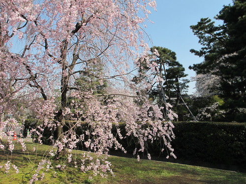 皇居外苑の桜＆景色・・・１３_c0075701_21543647.jpg