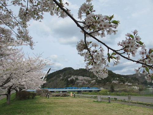 桜まつり　きみまちの里（能代市二ツ井町）・桜の名所・・・２_c0075701_930764.jpg