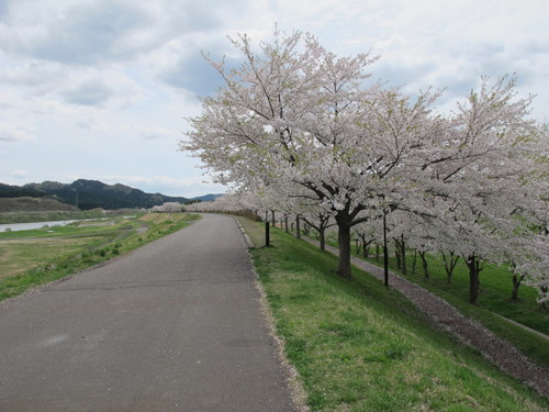 桜まつり　きみまちの里（能代市二ツ井町）・桜の名所・・・４_c0075701_9503785.jpg