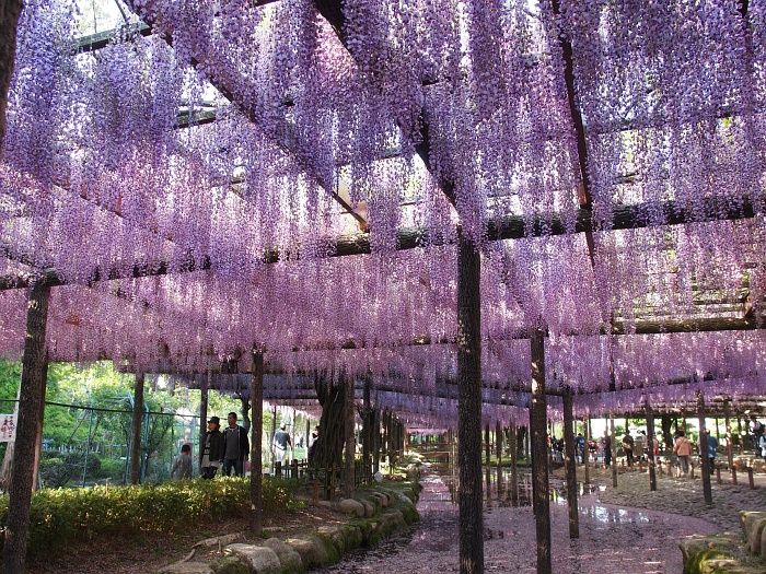 天王川公園の藤_e0075403_1736197.jpg