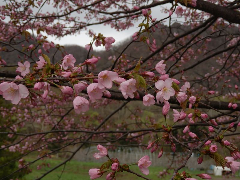 簾舞・小金湯の桜_b0237704_21384698.jpg