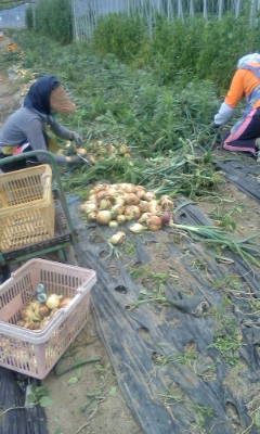 玉ねぎの収穫中です。_d0026905_918579.jpg