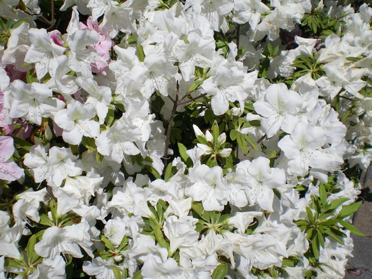 c0137507_18472995.jpg