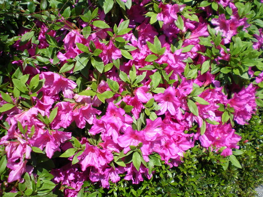 c0137507_1847759.jpg