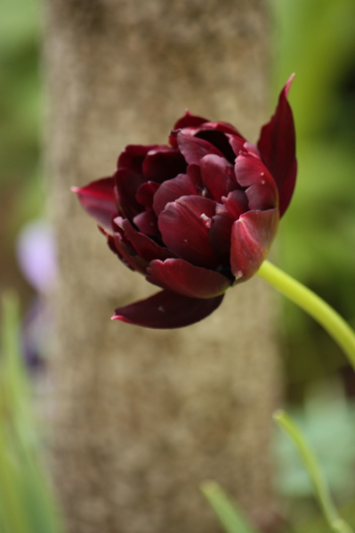 チューリップ ブラックヒーロー atelier floral ruby チューリップ ブラックヒーロー atelier floral ruby
