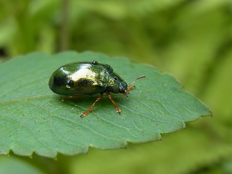 沖縄2012 その4（昆虫など）_d0010008_149574.jpg