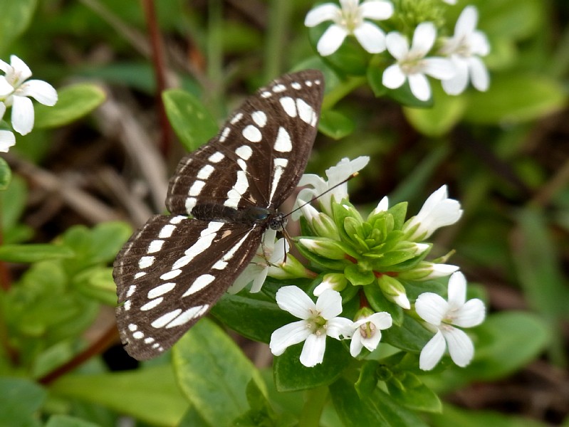 沖縄2012 その4（昆虫など）_d0010008_150567.jpg